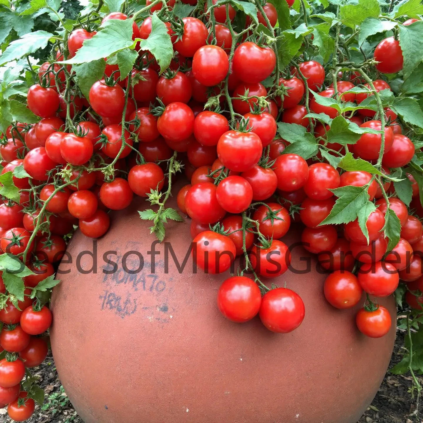 Micro Tina Micro Dwarf Tomato Seeds (Limited Qty:)