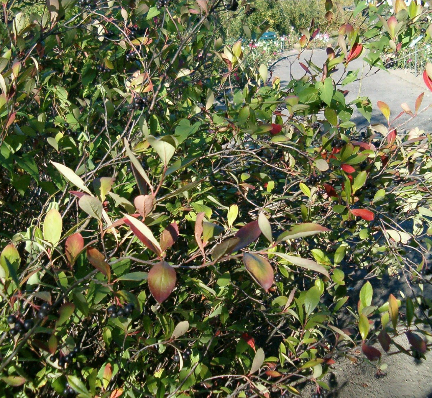 Red Chokeberry (Aronia arbutifolia), 30 seeds