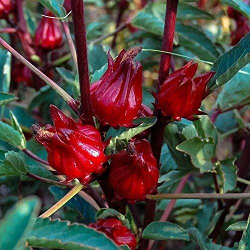 Thai Roselle Seeds (25 Seed Packet) (More Heirloom, Non GMO, Vegetable, Fruit, H