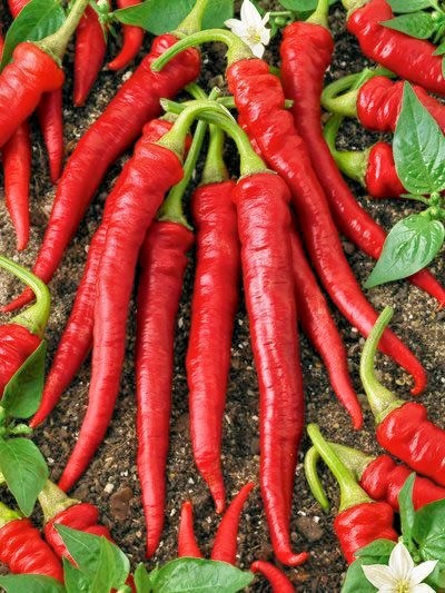 Long Red Cayenne hot pepper seeds non-gmo heirloom open pollinated EASY TO GROW