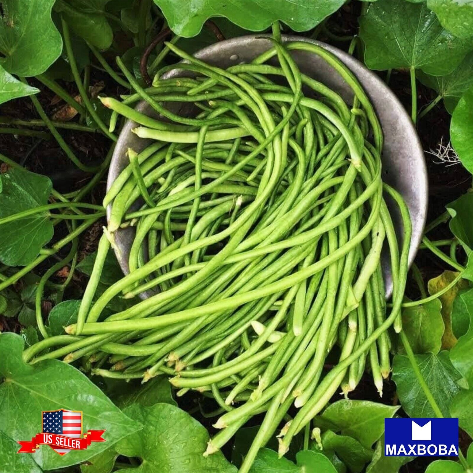 Yard Long Bean – White Seeded Non-GMO Heirloom Garden