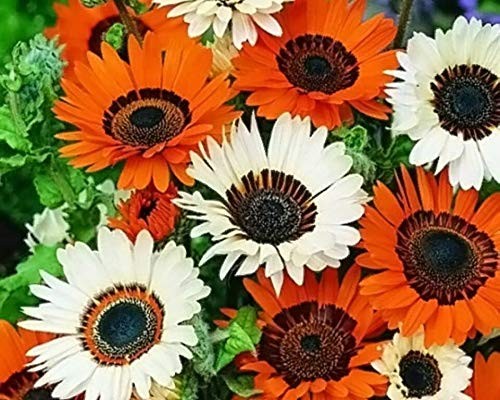 Seeds Cape Daisy Venidium Mix Indoor Balcony Annual Flowers for Planting Non GMO