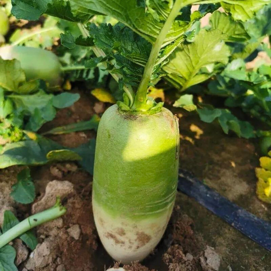 Green Meat Chinese Radish Seeds | Luobo | Heirloom Non-GMO | Asian Vegetables