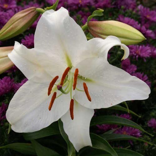 2 – CASA BLANCA ORIENTAL LILY Flower Bulbs – Perennial Eye Catching Blooms