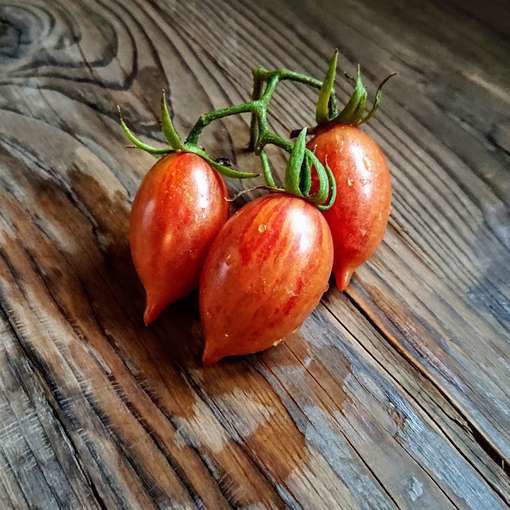 10 seeds Candy Sweet Icicle Tomato Large Cherry Rare Variety Indeterminate