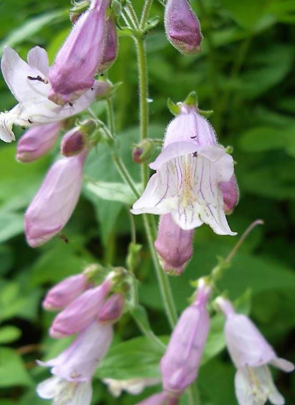 500 CALICO BEARDTONGUE Smooth / Eastern Penstemon Calycosus Flower Seeds