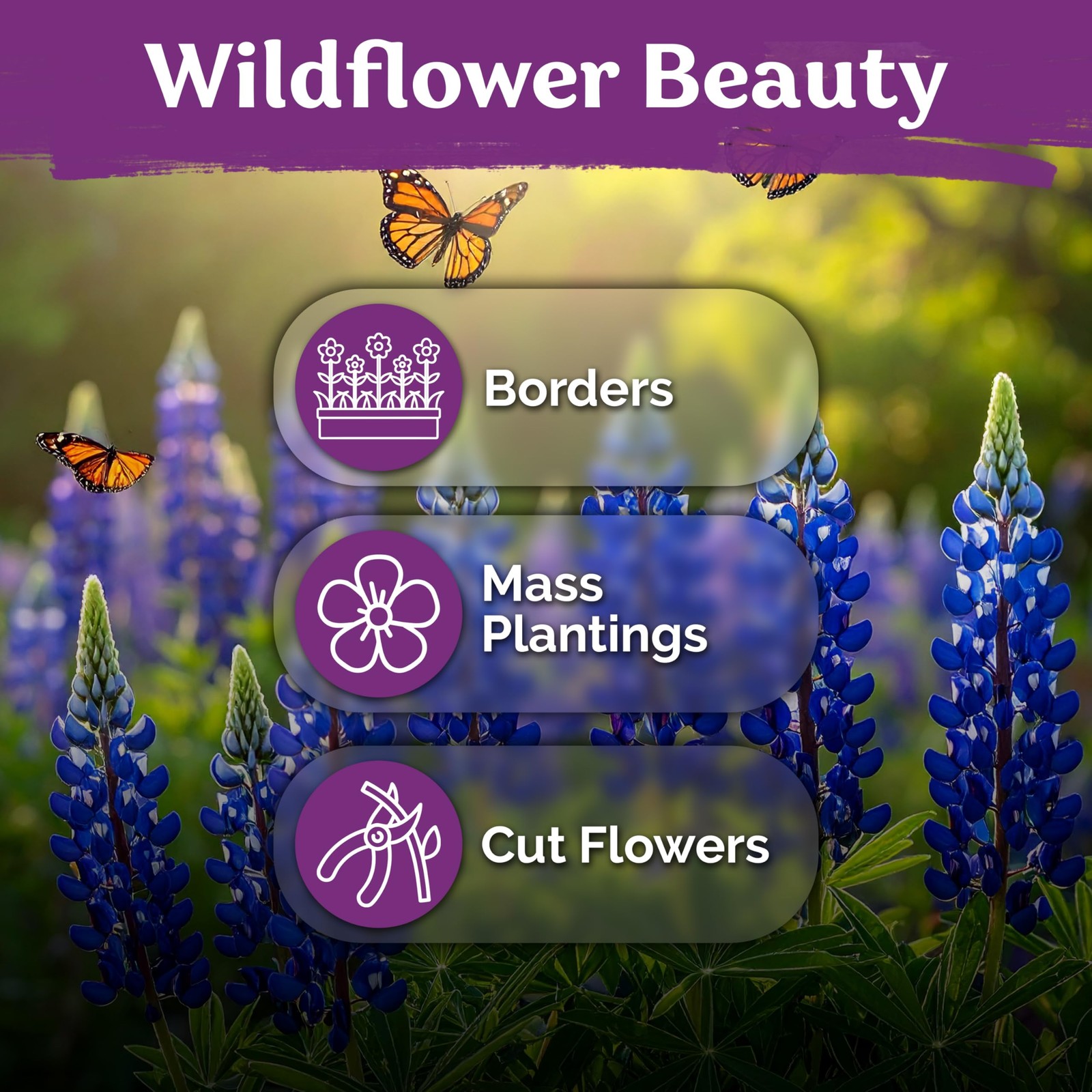 KVITER 75 Texas Bluebonnet Seeds (Lupinus Texensis)