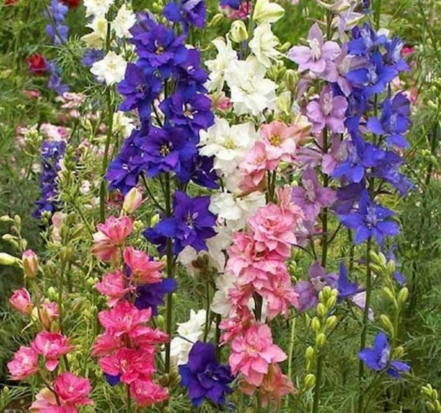 300+ Imperial Rocket Larkspur Mix Seeds **Fresh Seeds** ~~Free Shipping~~