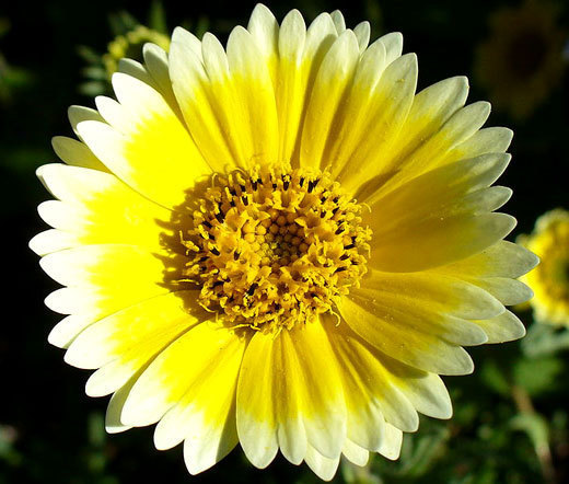 TIDY TIPS Layia Platyglossa – 5,000 Bulk Seeds
