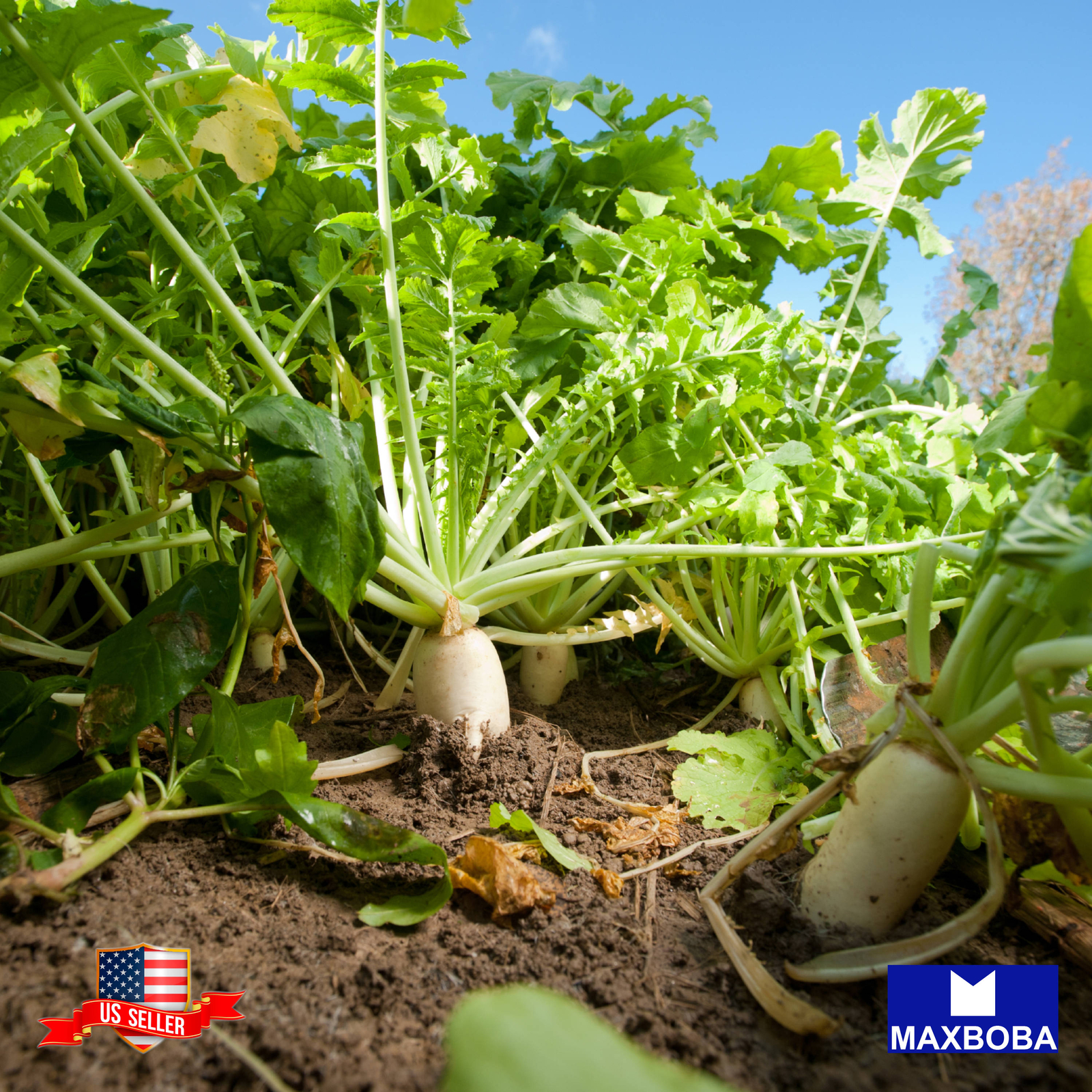 120 Daikon Radish Organic Cover Crop Seeds Non-GMO Heirloom BTGO 75% OFF