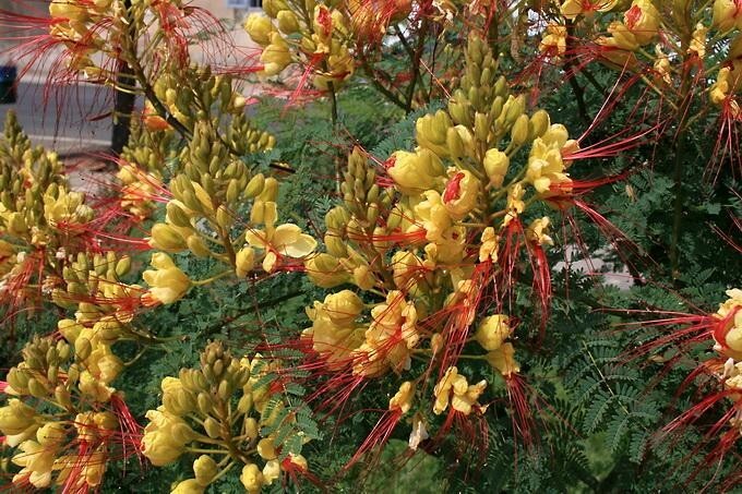 Caesalpinia Gilliesii 10 Seeds Shrub Bush Tree Yellow Bird of Paradise Flowers