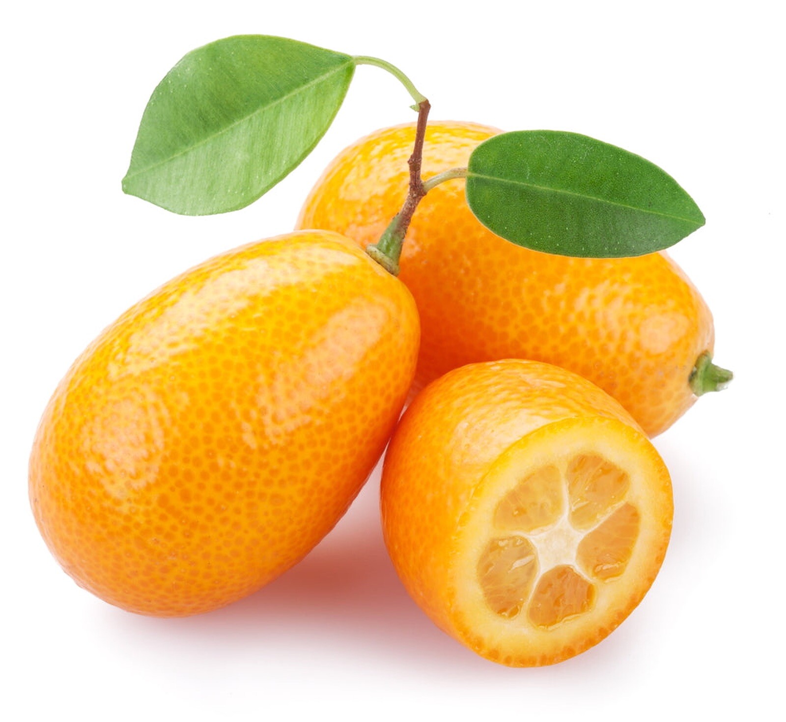 Florida only!! Nagami Kumquat Tree, Grafted plant, Size 1-2 ft. tall