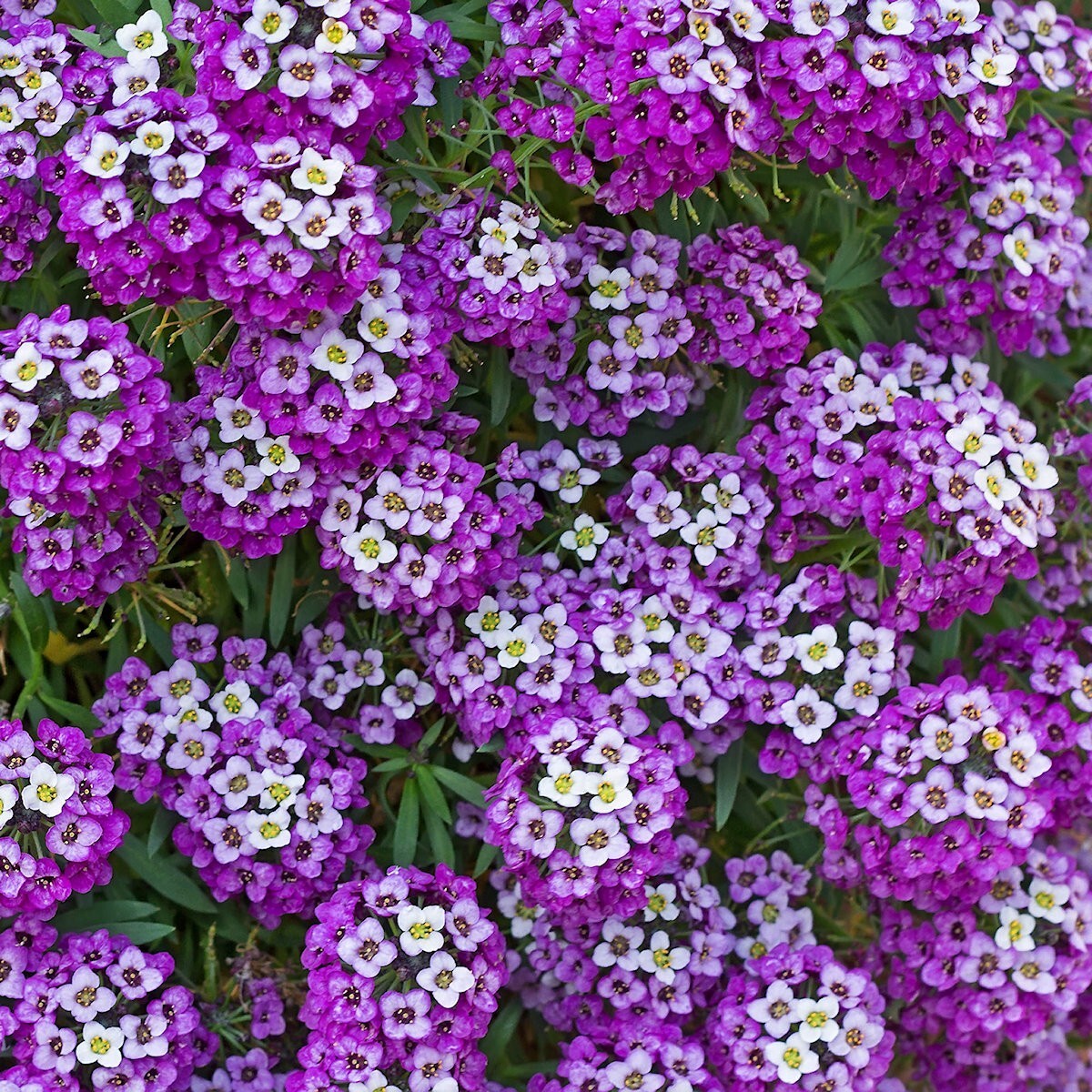 2000 Royal Carpet Sweet Alyssum Wildflower Seeds – Everwilde Farms Mylar Packet