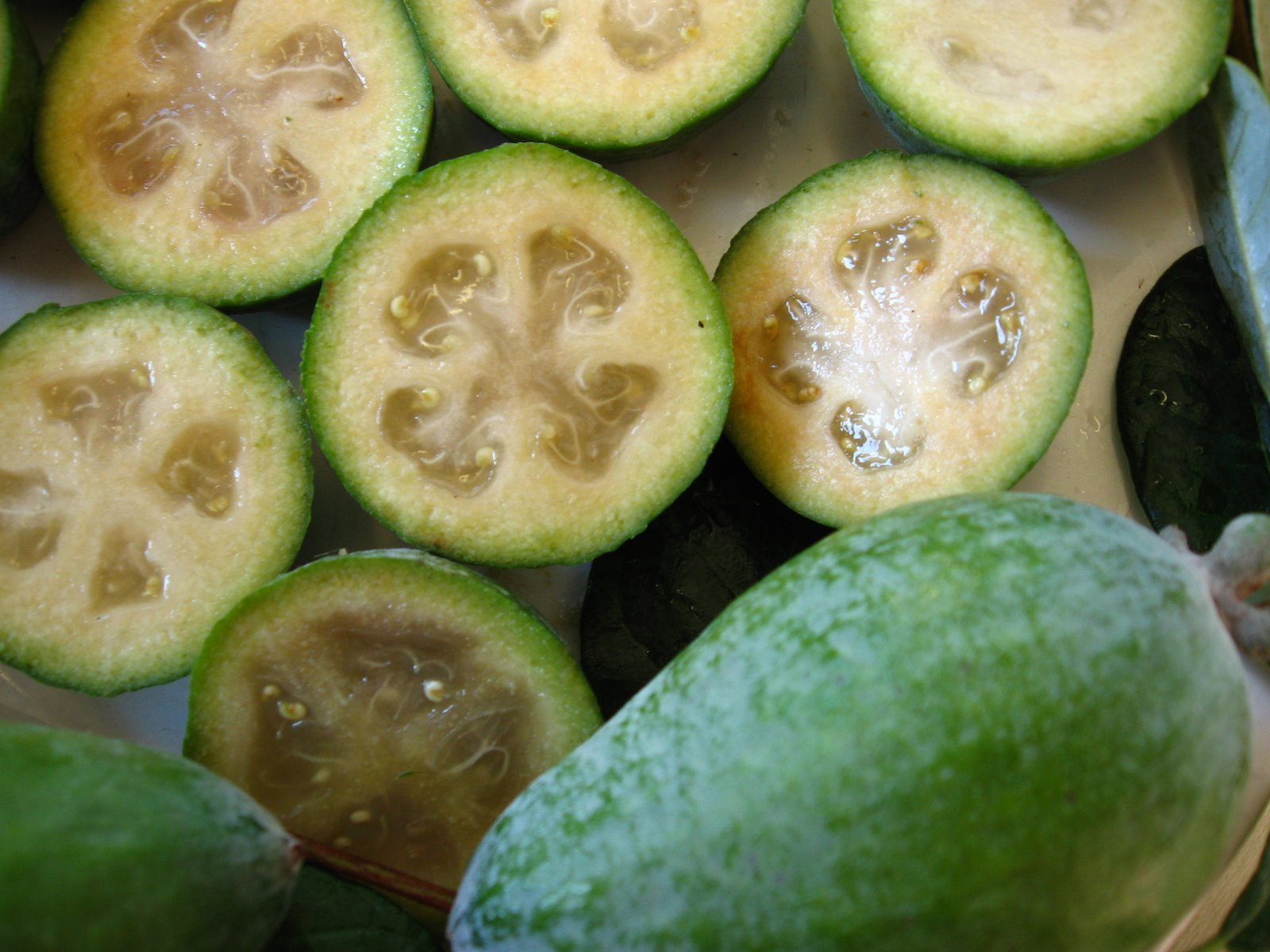 Pineapple Guava, Feijoa sellowiana, Tree Seeds (Edible, Showy Evergreen)