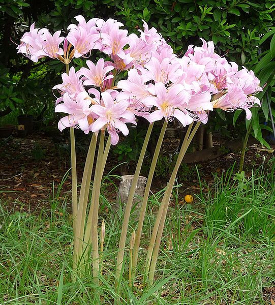 31+ BULBS PINK SURPRISE LILY Lycoris squamigera NAKED LADY RESURRECTION *READ
