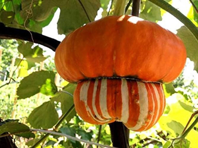 Seeds Ornamental Pumpkin Turk’s Turban 10+ Seeds for Growing Decorative and
