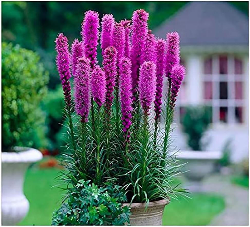 Purple Blazing Star – 10 Fresh Bulbs – Liatris Spicata Flower Bulb – Perennia…