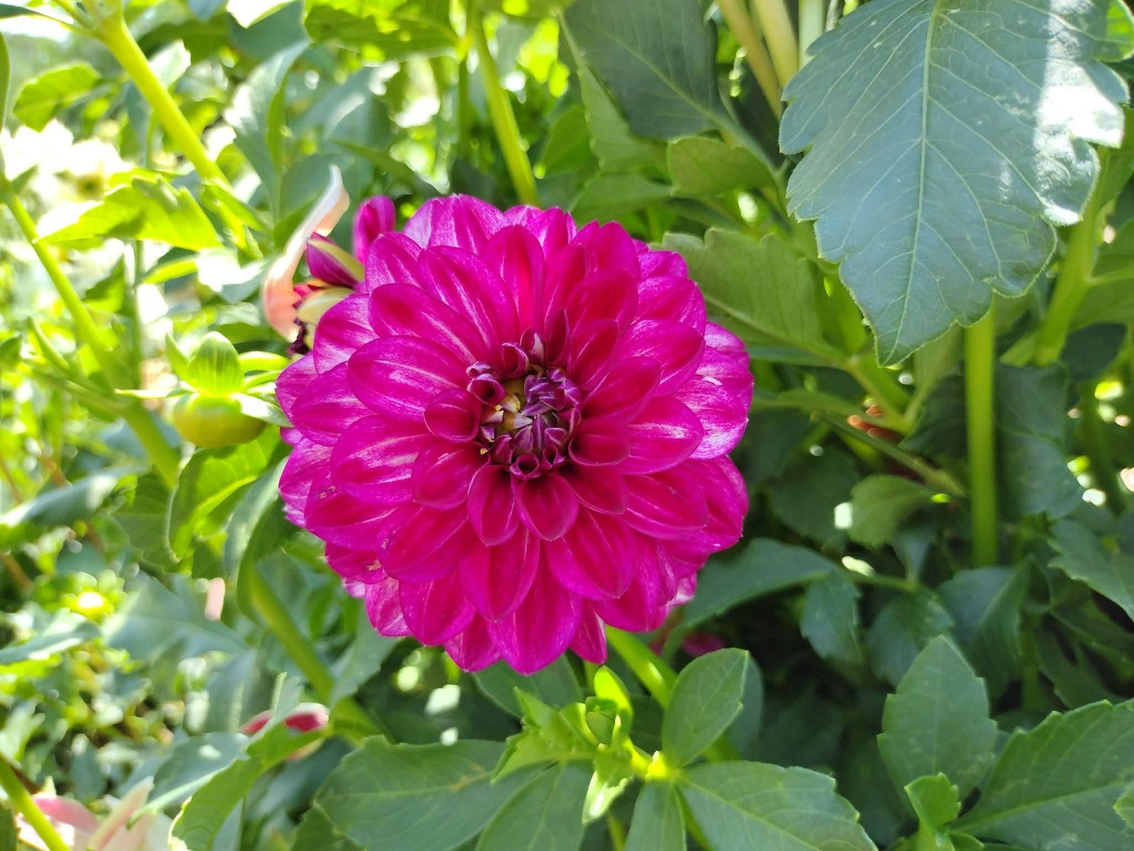 Home Grown Dahlia Flower Tuber Bulb Bundle Lot 10-50 Grower’s Choice Tubers