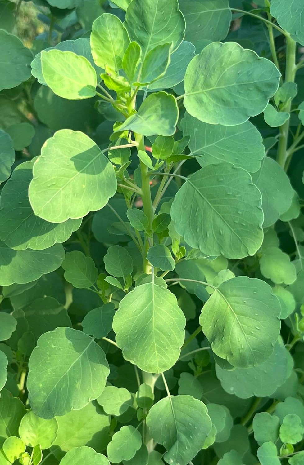 Papalo Papaloquelite Porophyllum Ruderale Bolivian Coriander Premium Seeds for P