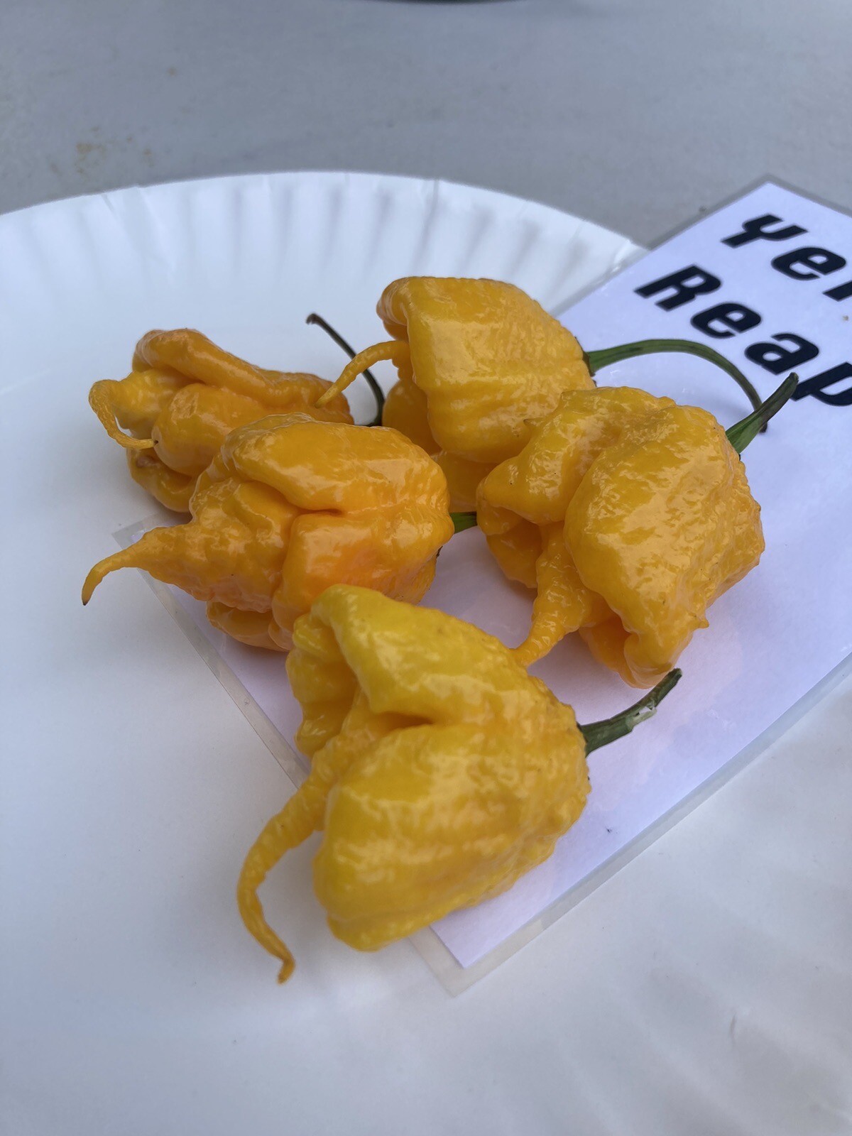 Yellow Reaper Hot Pepper Seeds 15+ Per Pack