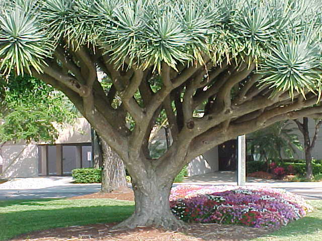 Dragon Tree, Dracaena draco, Tree Seeds (Showy Evergreen)