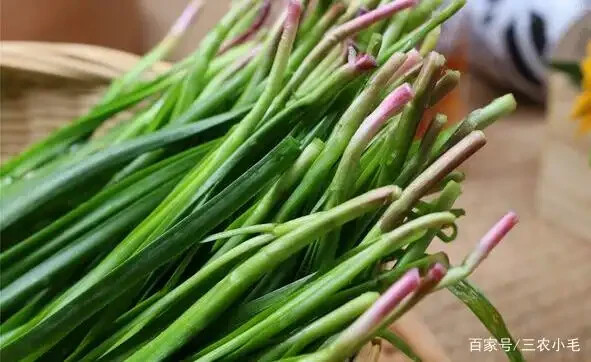 22 Chinese Garlic Chives 10+ yrs old Bareroots 韮菜裸根 부추 – edible delicious