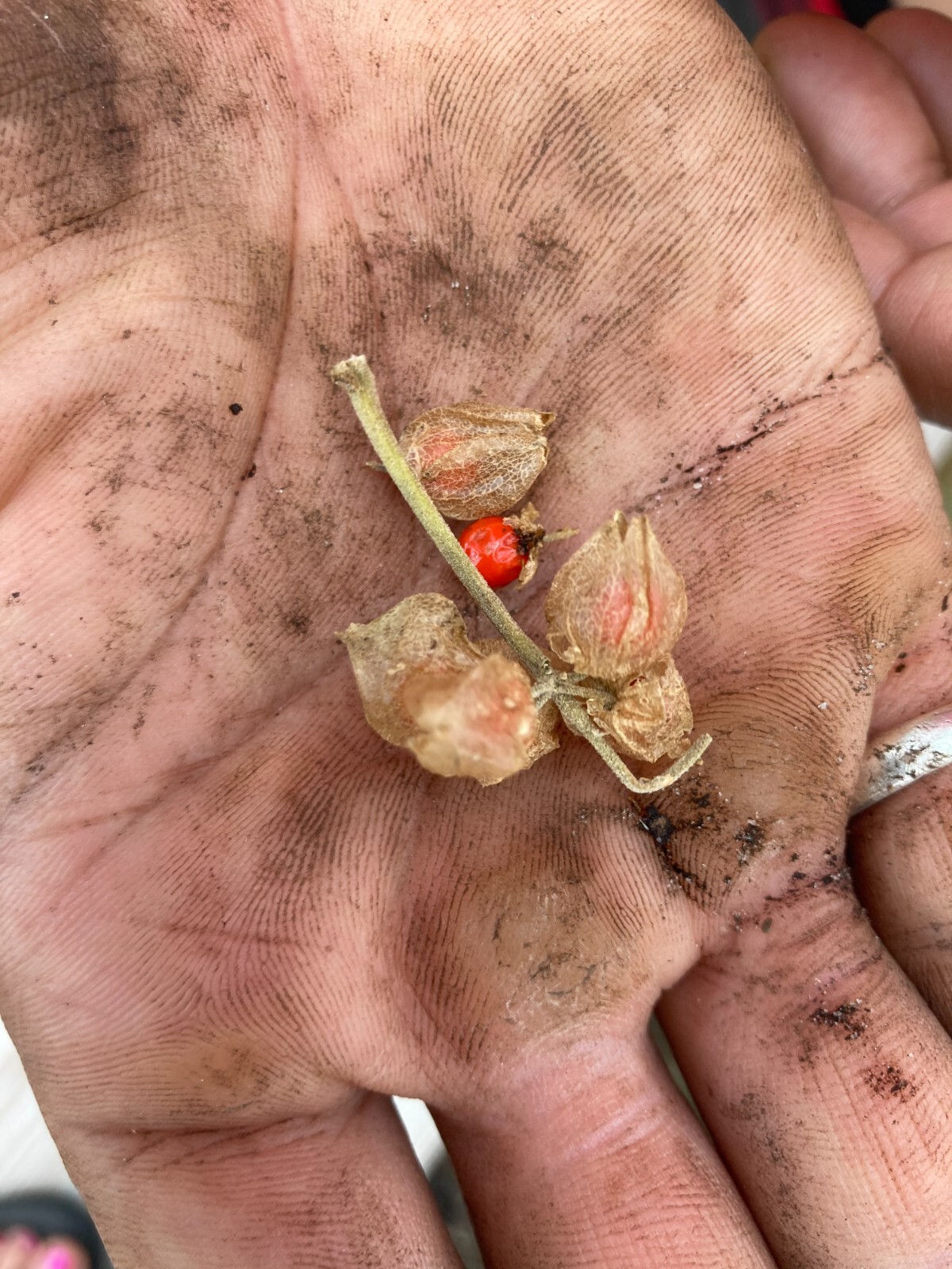 Ashwagandha (Withania somnifera) SEEDS, organic FL Adapted (25 SEEDS)