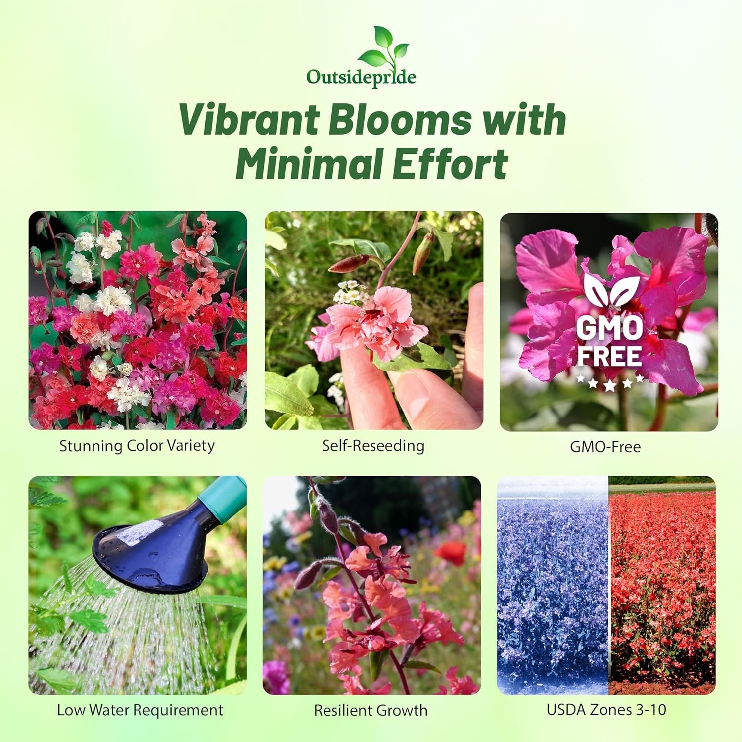 5 LBS Mountain Garland Seeds – Clarkia Unguiculata Wild Flower Seed