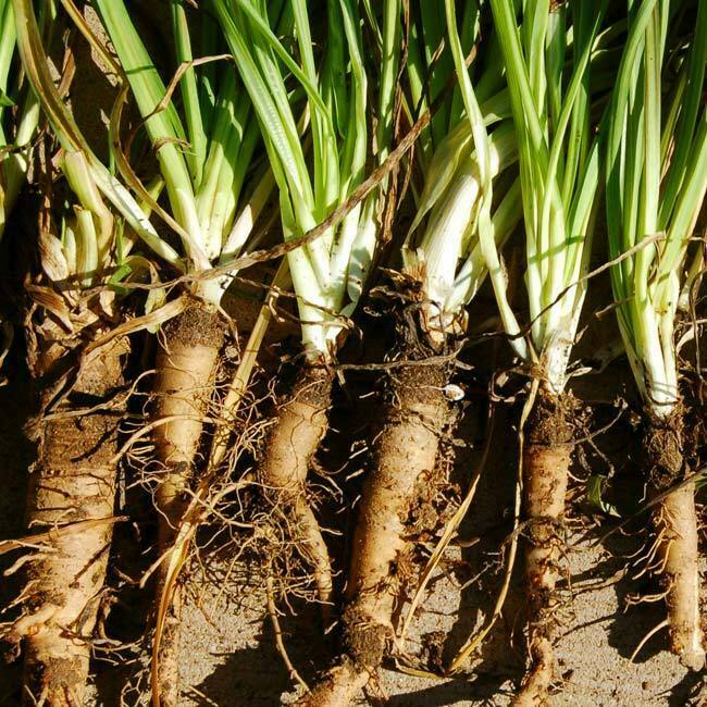 Salsify Seeds Mammoth Sandwich Island 25 Ct Vegetable NON-GMO USA FREE SHIPPING