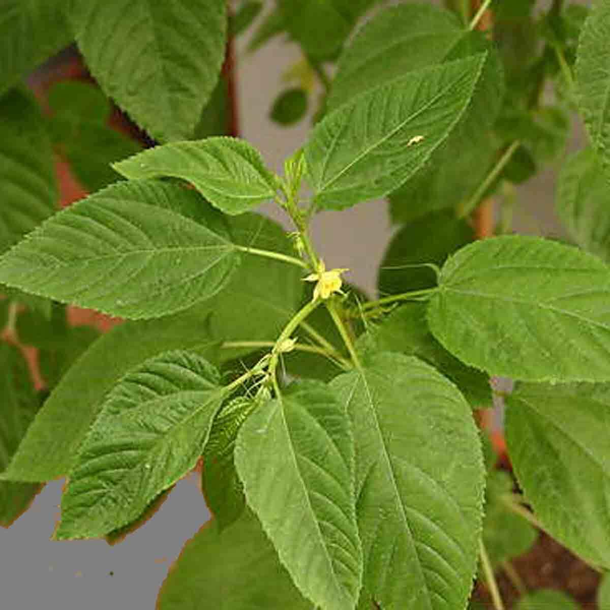 Corchorus Capsularis 20 Seeds, White Jute Herb Plants Annual Perennial Vegetable