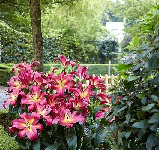 2 – GIANT HYBRID LILY EMPOLI Flower Bulbs – Perennial ” INTENSE COLOR “