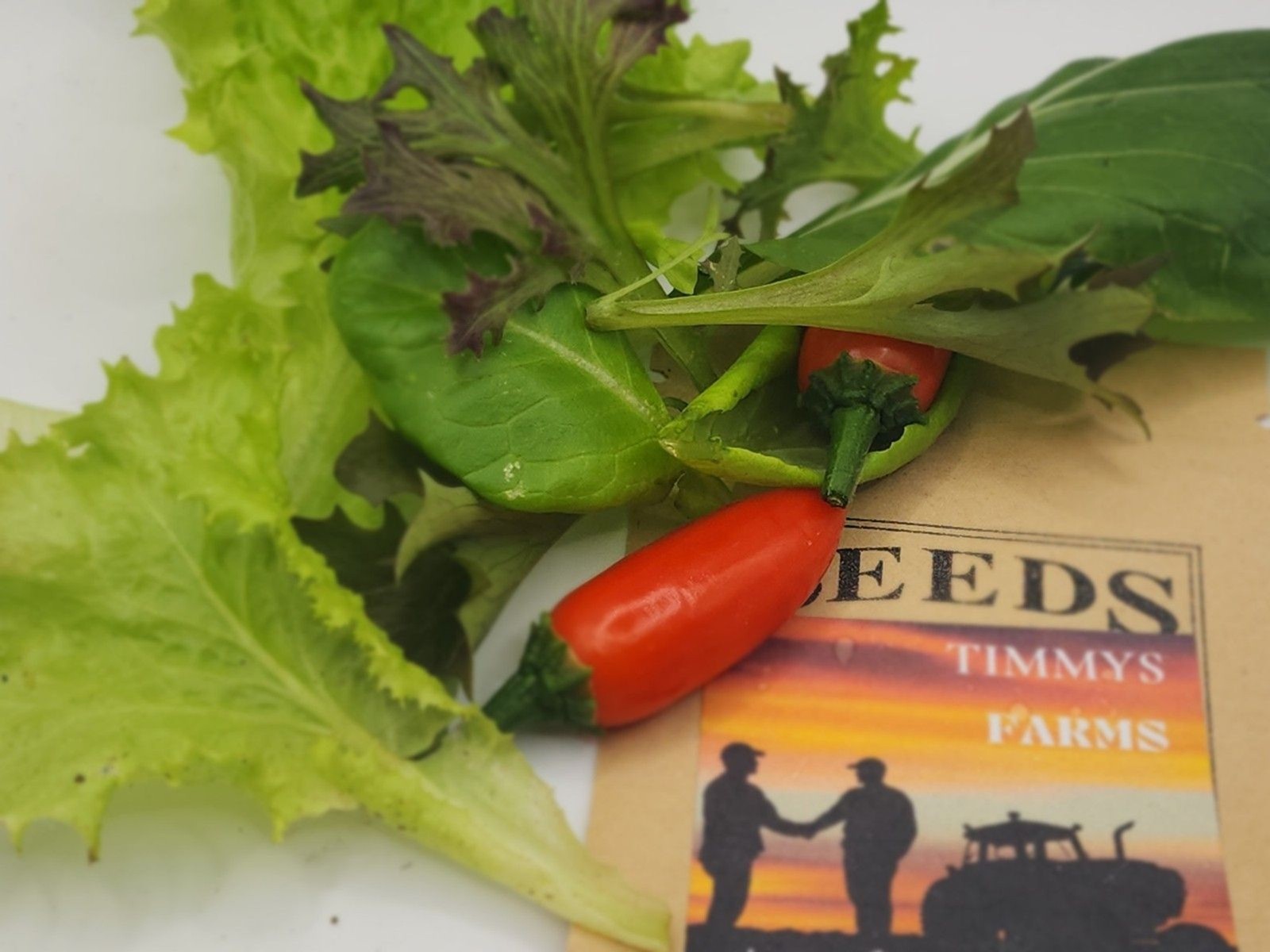 Timmy’s Farms Gourmet Salad Blend Seeds – Heirloom, Non-GMO Mixed Lettuce Seeds