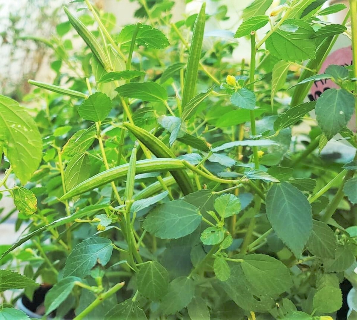 Molokhia Egyptian Spinach Seeds | Corchorus Jew’ Jute Mallow Nalta 2024