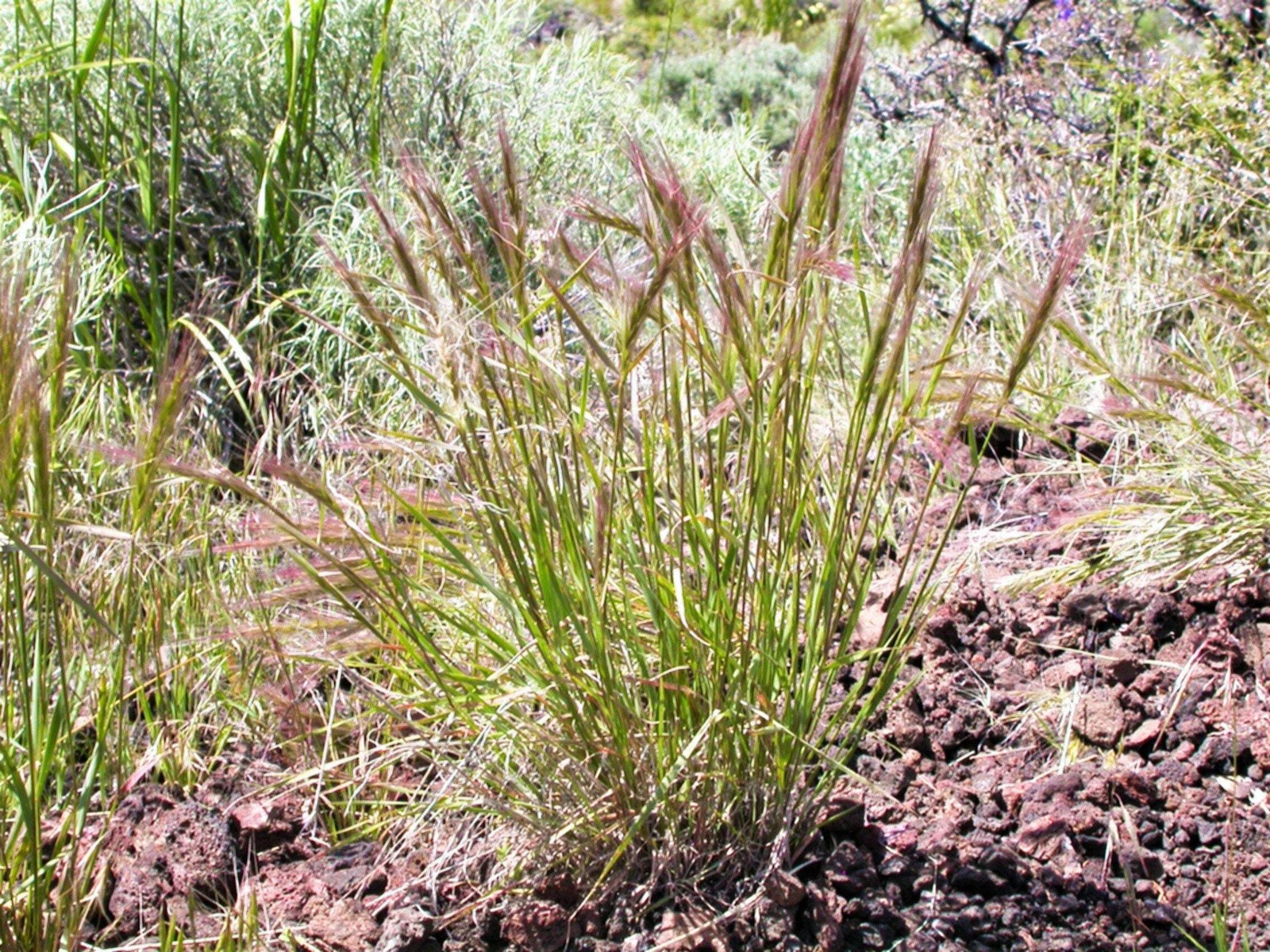 300 Bottlebrush SQUIRRELTAIL RYE GRASS Elymus Elymoides Sitanion Hystrix Seeds