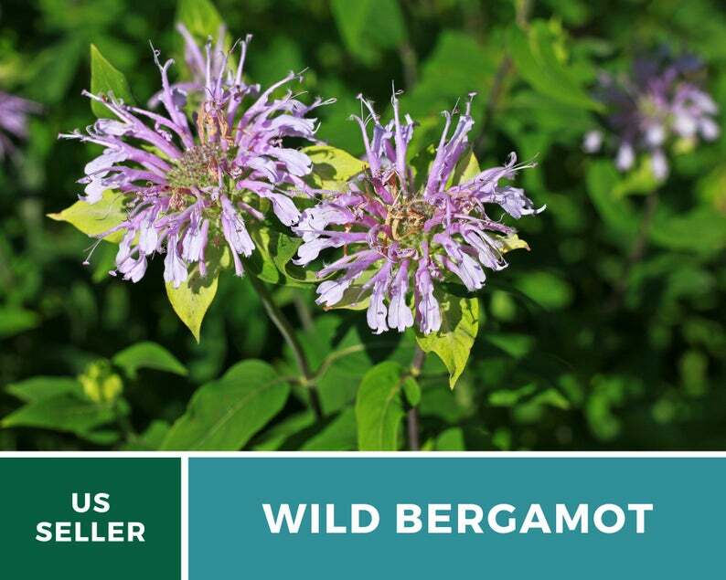 Bee Balm, Wild Bergamot – Mintleaf – 100 Seeds, Heirloom Herb (Monarda fistulosa