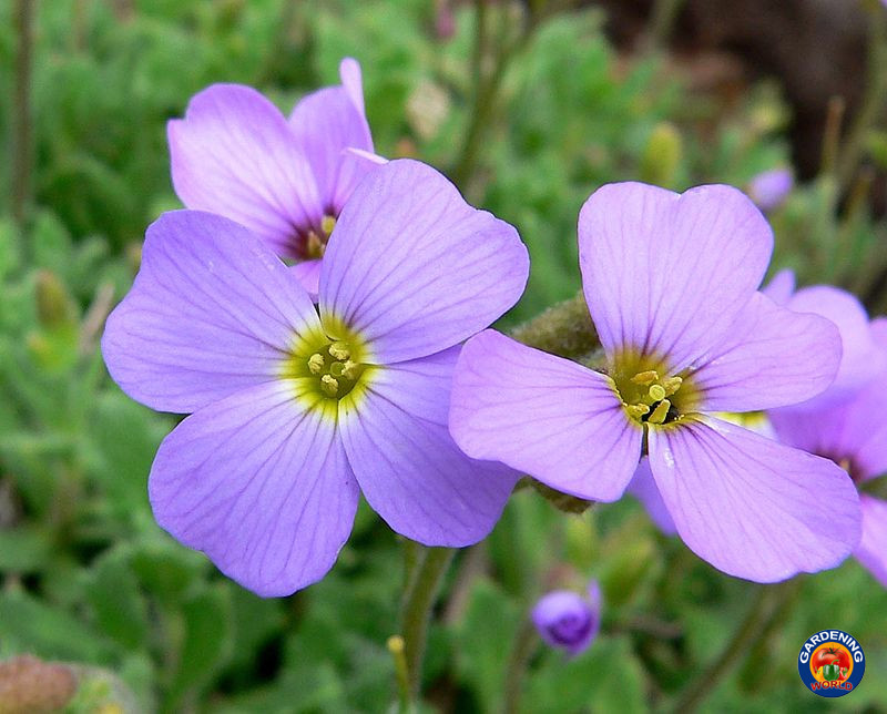 2000 PURPLE ROCKCRESS Aubrieta Deltoidea Flower Seeds Ground Cover
