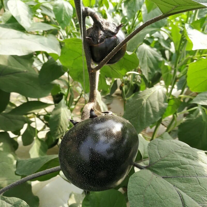 30+Round Black Beauty Eggplant Seeds High Yield Tasty Green Asian Vegetable USA
