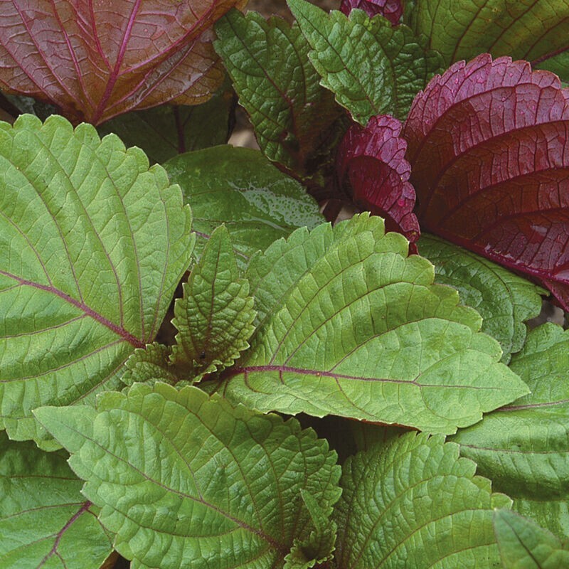40 Organic Bi-Color Perilla Seeds, FREE SHIPPING