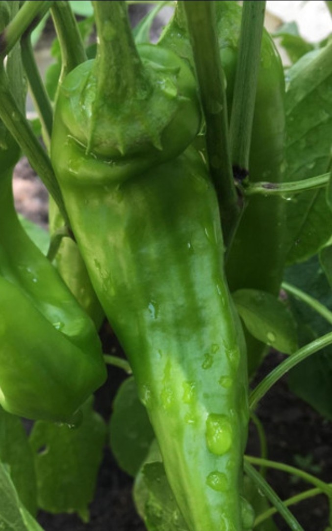 200+ Hatch Green Chile Seeds -New Mexico 🌱🌶 Hot 🔥