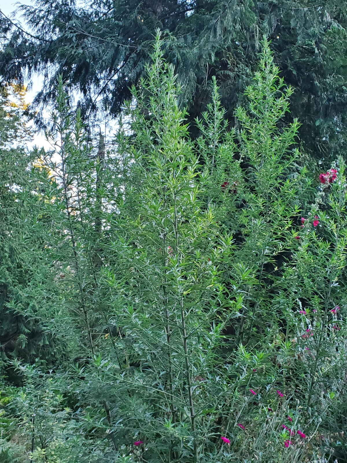 500 Mugwort Seeds (Artemisia Vulgaris)