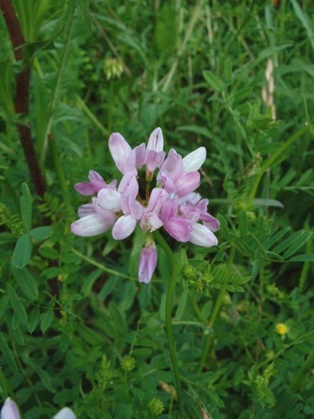 Coronilla varia | Crown Vetch | 100 Seeds
