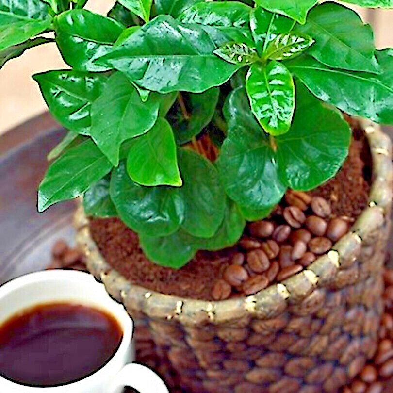 20 Coffea arabica Seeds Tropical EXOTIC Coffee Bean Indoor House Plant Tree RARE
