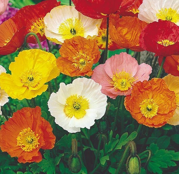 ICELAND POPPY MIX SEEDS 1000+ perennial FLOWER orange YELLOW white Free Shipping
