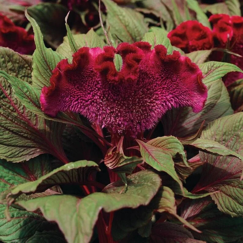 50 Dracula Celosia Cristata. Cockscomb Seeds. USA Seeds. Organic. Ships free