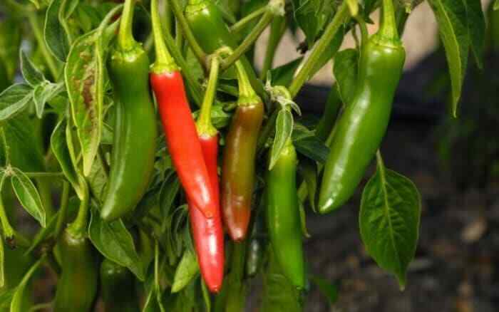 Serrano Pepper Seeds | Hot | Heirloom | Organic