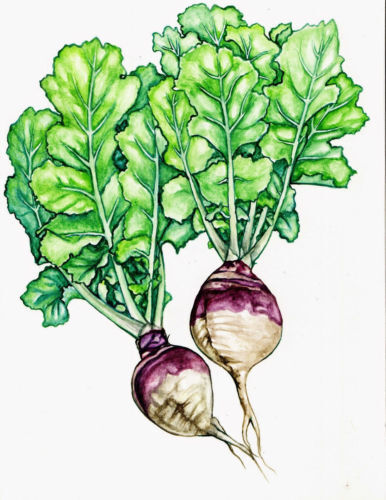 Rutabaga American Purple Top Heirloom Vegetable By Seed Kingdom 4,000 Seeds