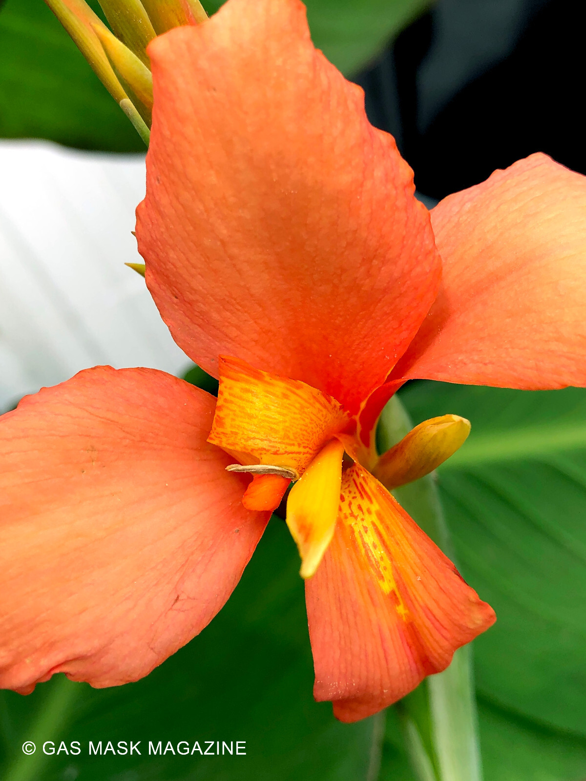 Tropical Sunrise Canna Lily Rhizome, Live Plant (Peach & Light Orange Blooms)