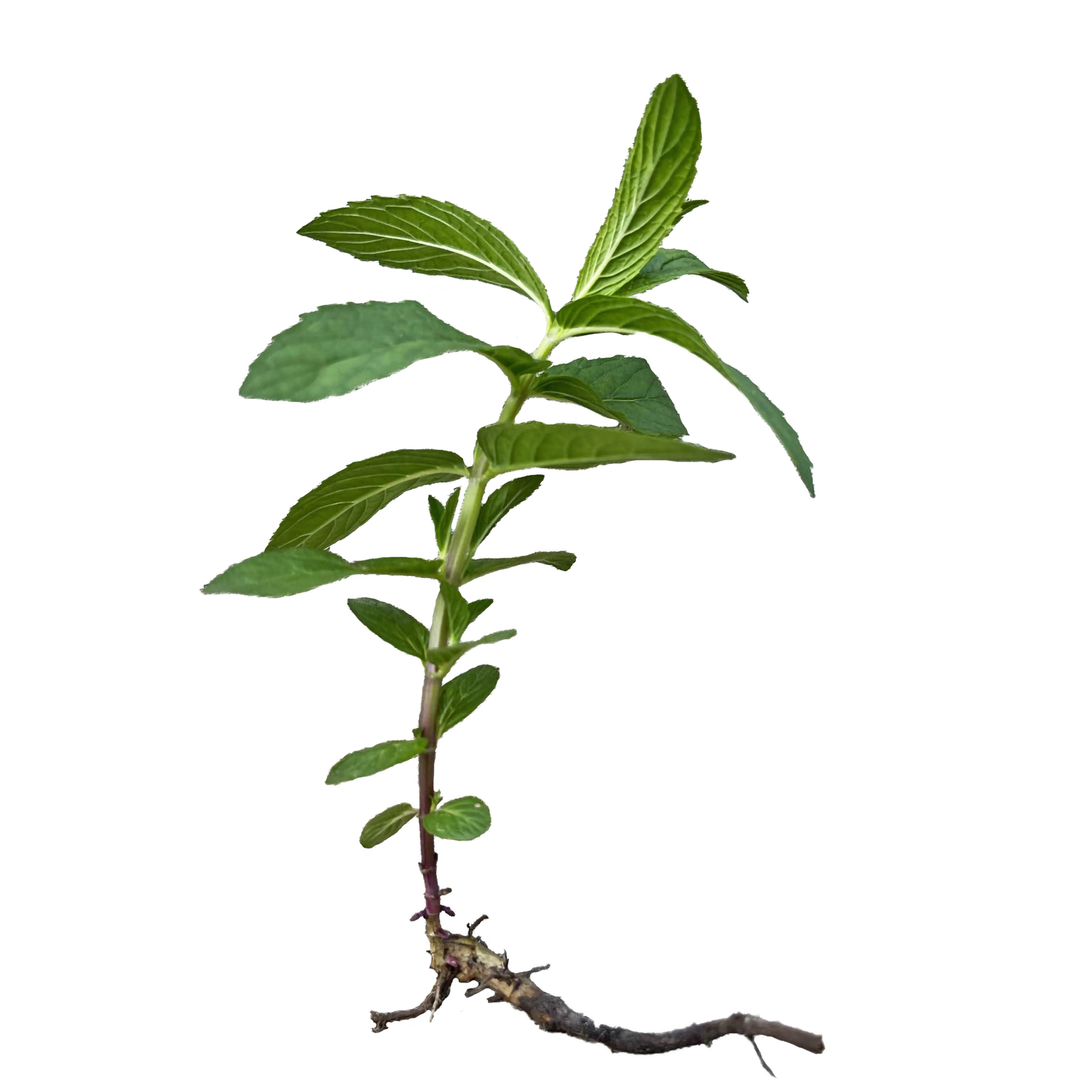 1 Plant Mint Spearmint Live Plant Edible Aromatic Herb Plant, Organic