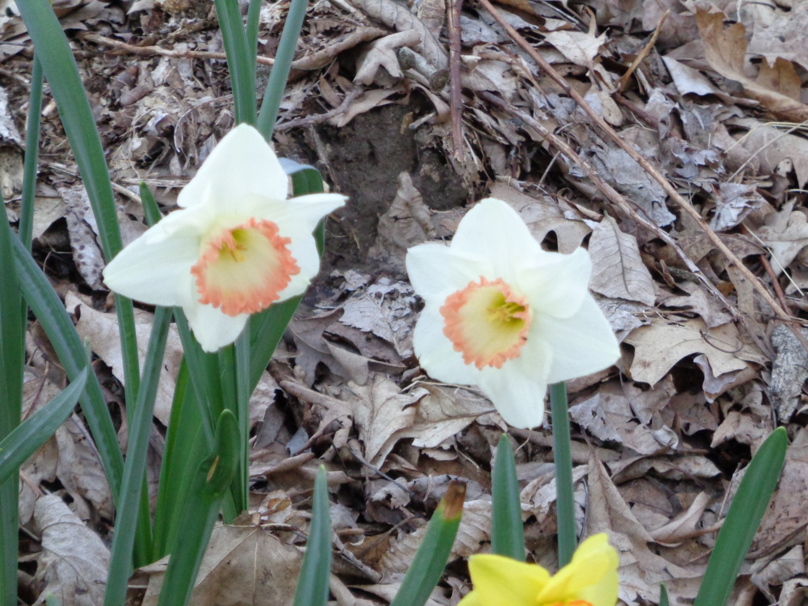 12 DAFFODIL BULBS Pink White “ROSY WONDER” Narcissus Jonquils FromMyGarden*READ*
