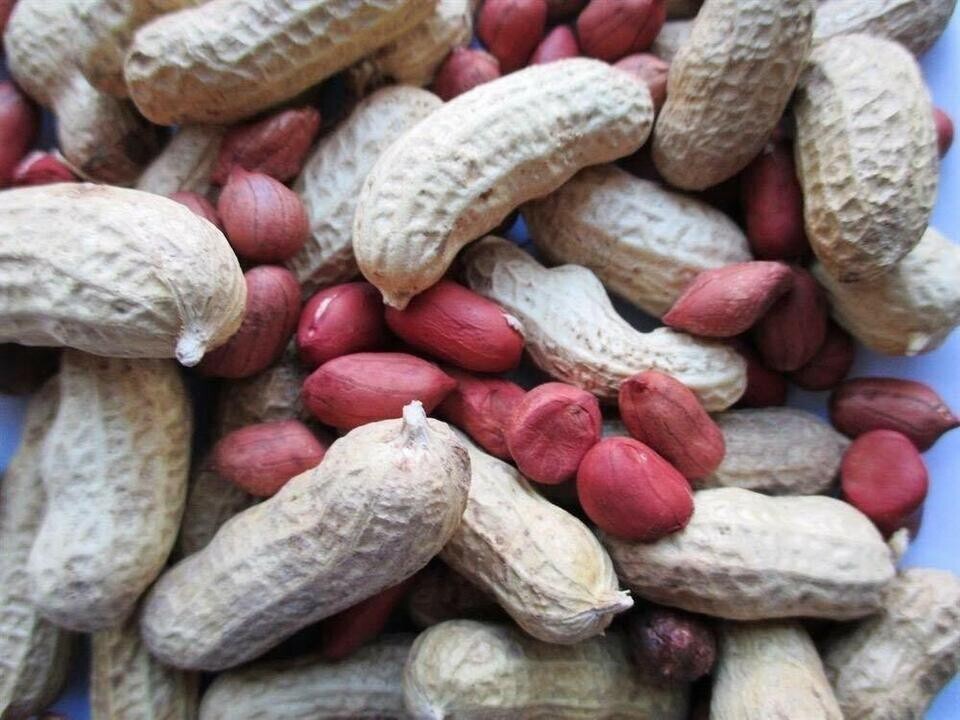 Peanuts, Tennessee Red – Heirloom Seeds – Valencia – 25 seeds Non GMO (Arachis